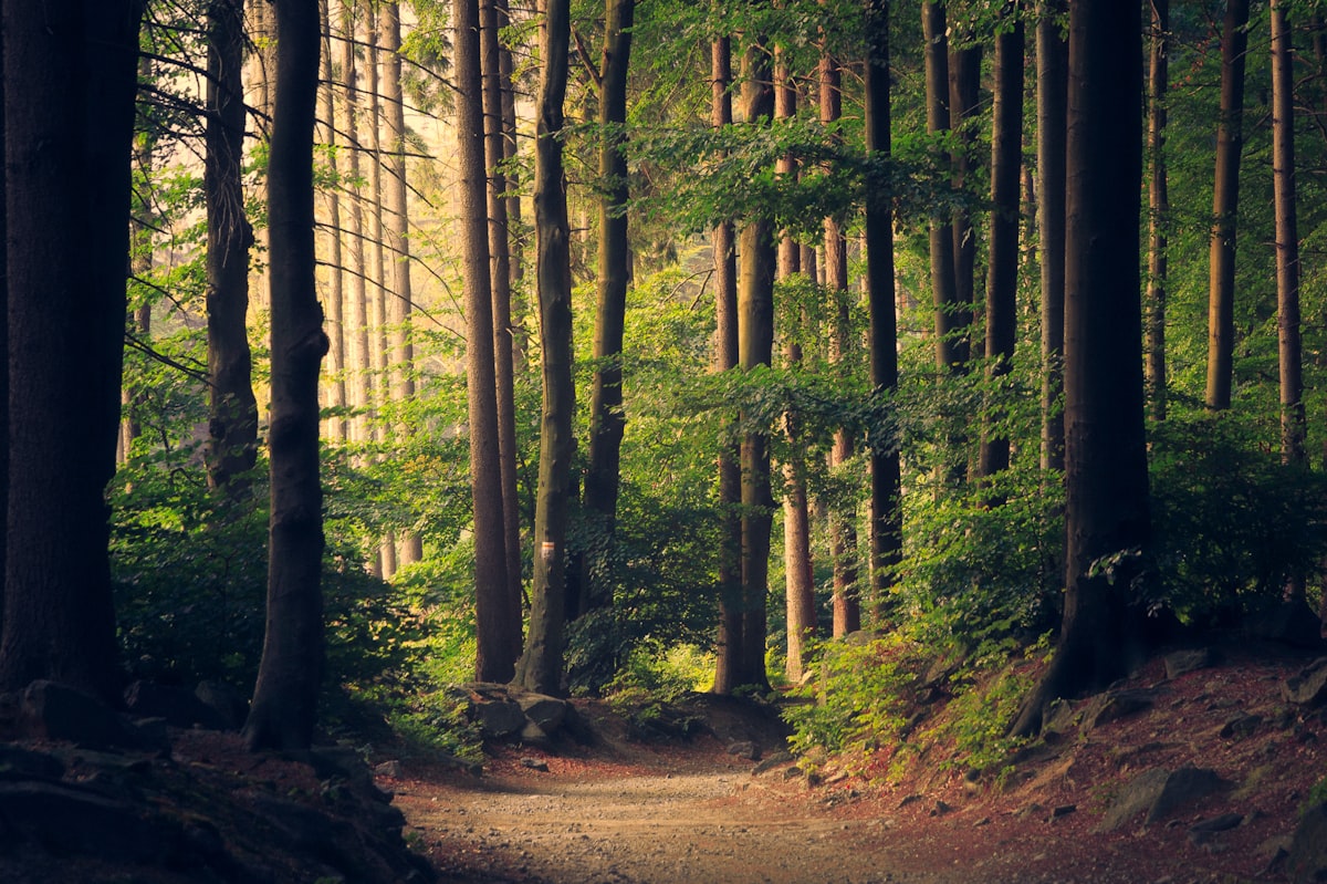 Sunlight in Eden forest cathedral